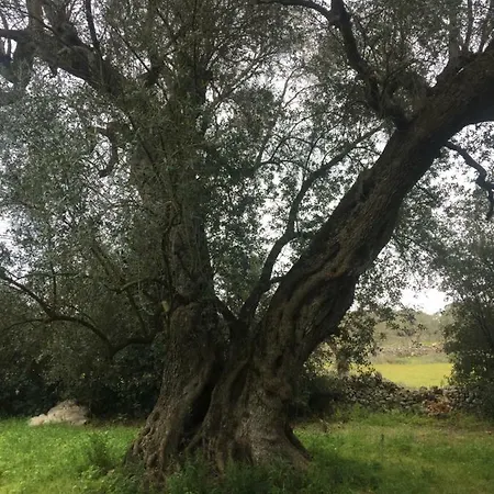 Masseria Berzario Κατάλυμα σε φάρμα Melendugno